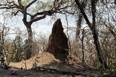 Large termite mound