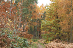 The rich colours of Autumn leaves