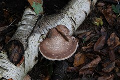 Birch polypore