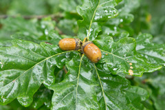 Ripe acorns ready to fall in October