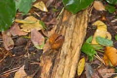 Beechmast with nut inside