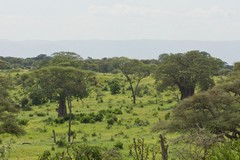 Baobabs feature prominently in the Tarangire landscape