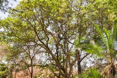 A large sycamore fig in Meru Kenya