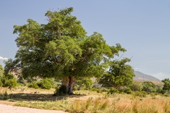A giant fig tree on a sand river bank in Tanzania. A large number of different species of mammals and birds feed on the fruits and the leaves