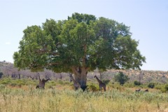 Giraffes and zebras using this huge fig tree for shade. The browse line is at the maximum height that the giraffes can reach