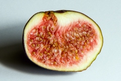 Section through a fully ripe fig showing flower structures and seeds