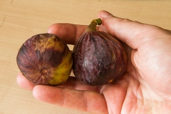 Fully ripened figs. The one one the left shows the now sealed shut ostiole