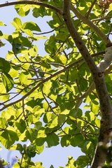 The tri-veined leaves of the sycamore fig