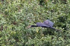 An open-billed stork snapped using my 400mm lens