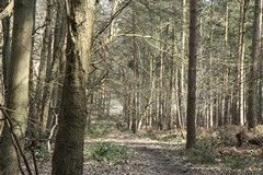 Trees in late Winter