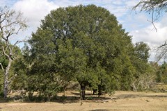 Mature specimen of a jackalberry in Selous Game Reserve