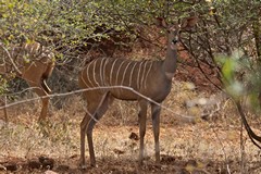 1413 Lesser kudu doe. Often they were more brown than the bucks