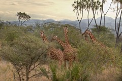 Reticulated giraffes are highly endangered and so it was good to see large groups of them in Meru