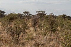 Giraffes love this shrubby bushland