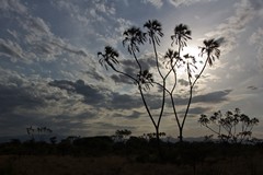 The distinctive doum palm, silhouetted by the setting sun