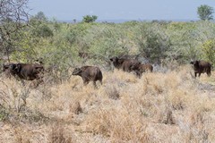 The very thick bush is a favourite place to find large herds of buffalos
