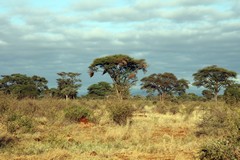 Acacias and croton thickets are a common feature in Meru