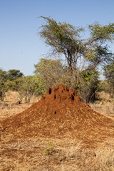 In some locations there are lots of these large termite mounds