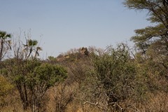 Some areas are very thick bush and game spotting is difficult