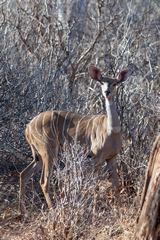 1847 Lesser kudu female