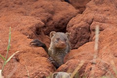 Banded mongoose in residence in a termite mound