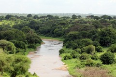 The Tarangire river flows all year