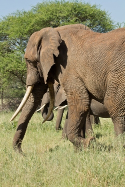 Elephant with good usks in Tarangire