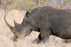 >Rhinos continue to be perilously close to extinction. Poaching has eased a little in the Kruger NP but has increased to its highest in a century in KZN, mostly in Hluhluwe-iMfolozi Park