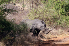 About 100 rhinos are being moved to safe locations in Botswana. It is hoped to establish breeding populations of both black and white rhinos here. Botswana has a much lower incidence of poaching than South Africa