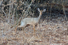 Bushmeat poaching reduces the prey base for carnivores which leads to more instances of them taking cattle, or goats. The ensuing retaliation gets the carnivores killed