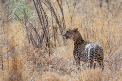 There are only 7100 cheetahs left in the wild. They have lost 91% of their historic range. As well as being persecuted by farmers, many cubs are taken for sale in Middle Eastern countries as novelty pets