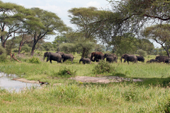 Ivory poaching in Tanzania is down by at least two thirds. Selous is said to be much quieter in the tourist areas with planty of elephants showing