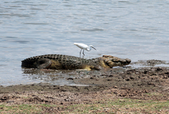 Crocodile poaching has exploded in Egypt since 2008. Populations are down by more than half
