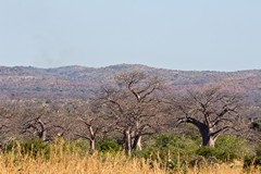 Baobabs and the escarpment