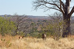 Kudu, impala and the escarpment