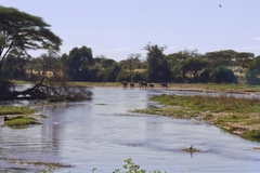 Elephants and the Great Ruaha river