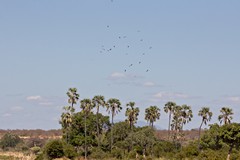 Vultures overhead
