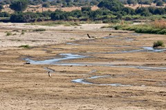 A lone jackal on the sand river