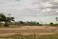 A view along the Mwagusi sand river