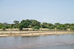 Ruaha river II