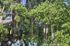 Kigelia showing broad leathery leaves