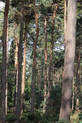 Scots pines