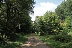 The Track at the back of the woods