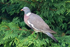 A wood pigeon - the sound of Summer