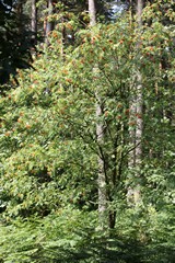 Mountain ash, also known as the rowan tree