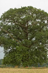 Oak tree in Summer