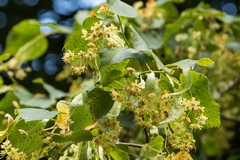 Lime trees in flower