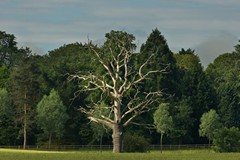 Lone dead tree