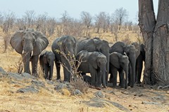 An elephant family is seeking shade in the hottest part of the day
