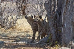 A pair of spotted hyaenas keeping alert for enemies approaching